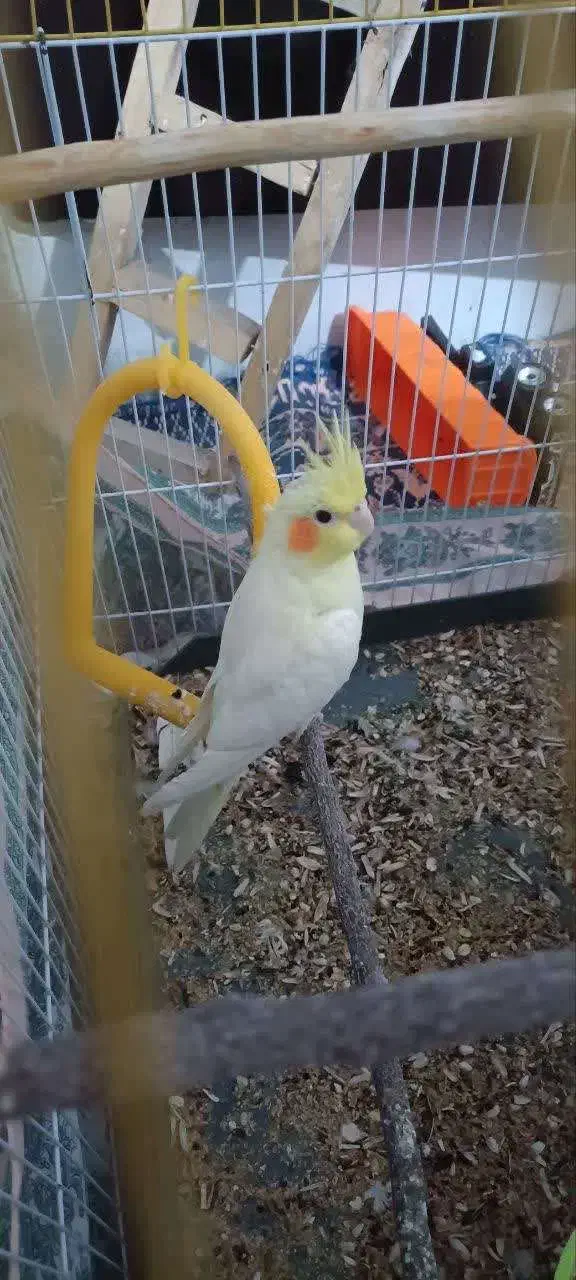 عروس هلندی دستی|پرنده|مهریز, |دیوار