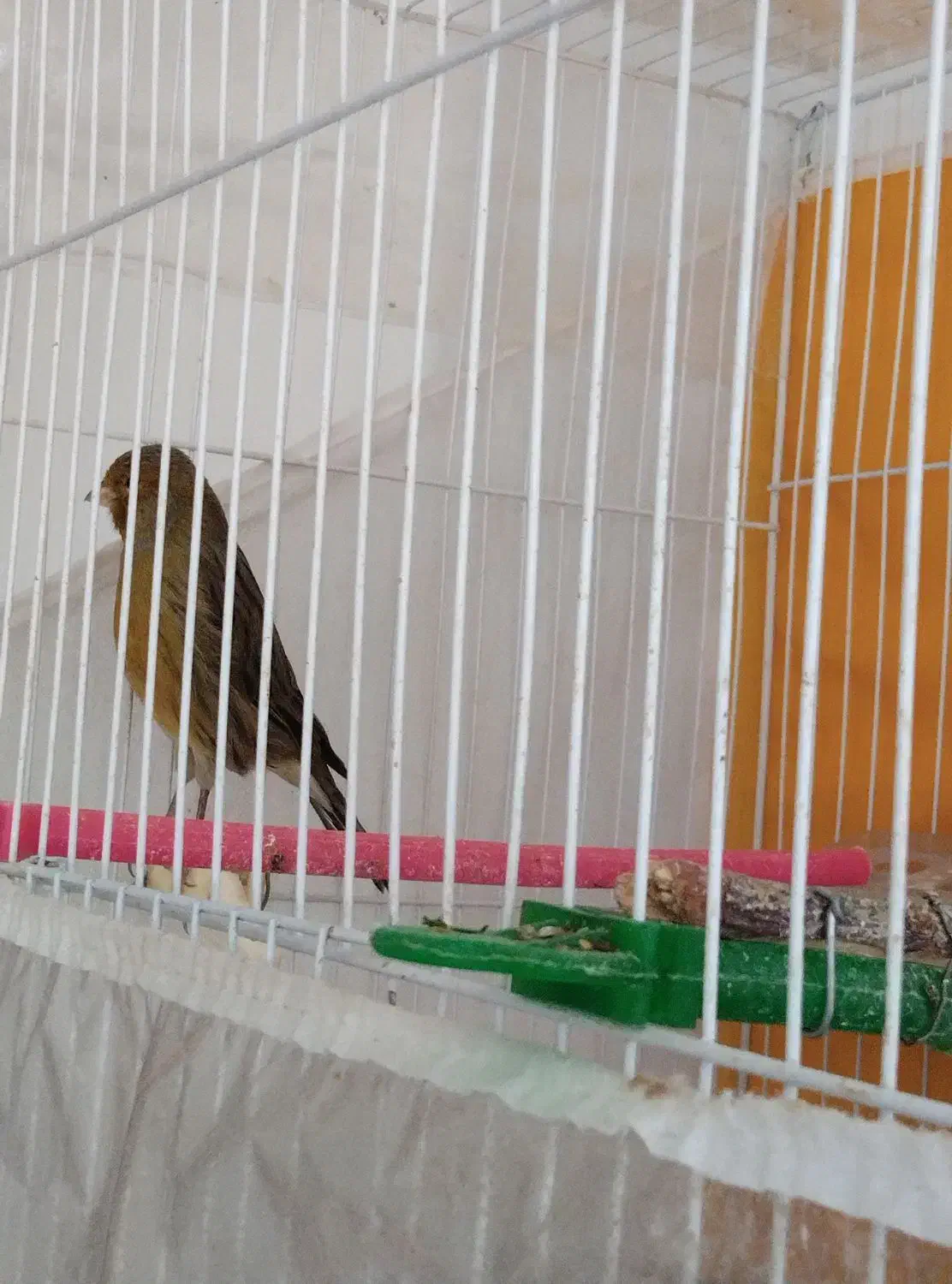 قناری نر مست خون|پرنده|گلمکان, |دیوار