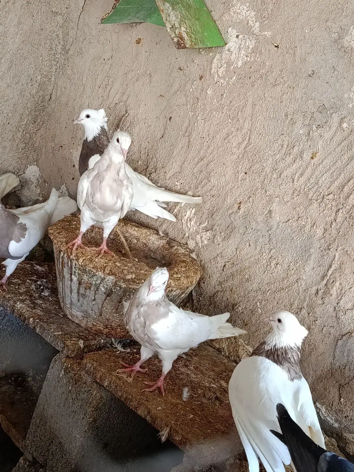 طوقی|پرنده|بستک, |دیوار