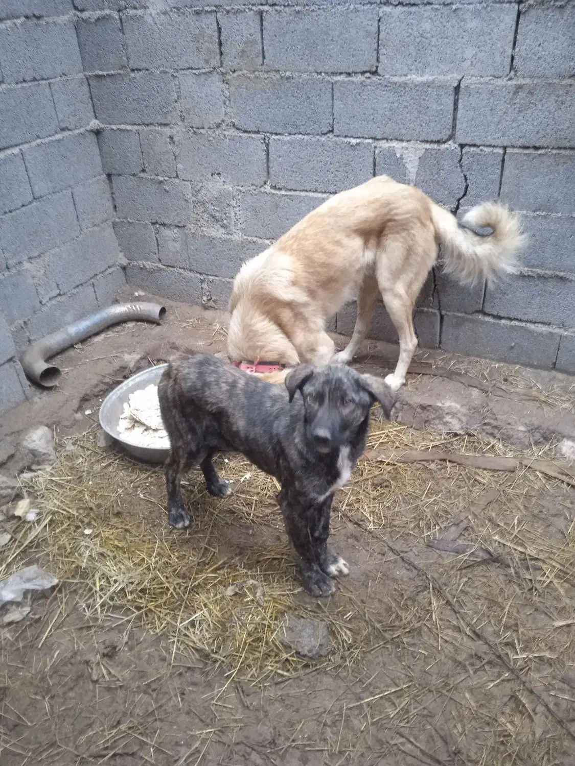 سگ محلی|سگ|فیروز, |دیوار