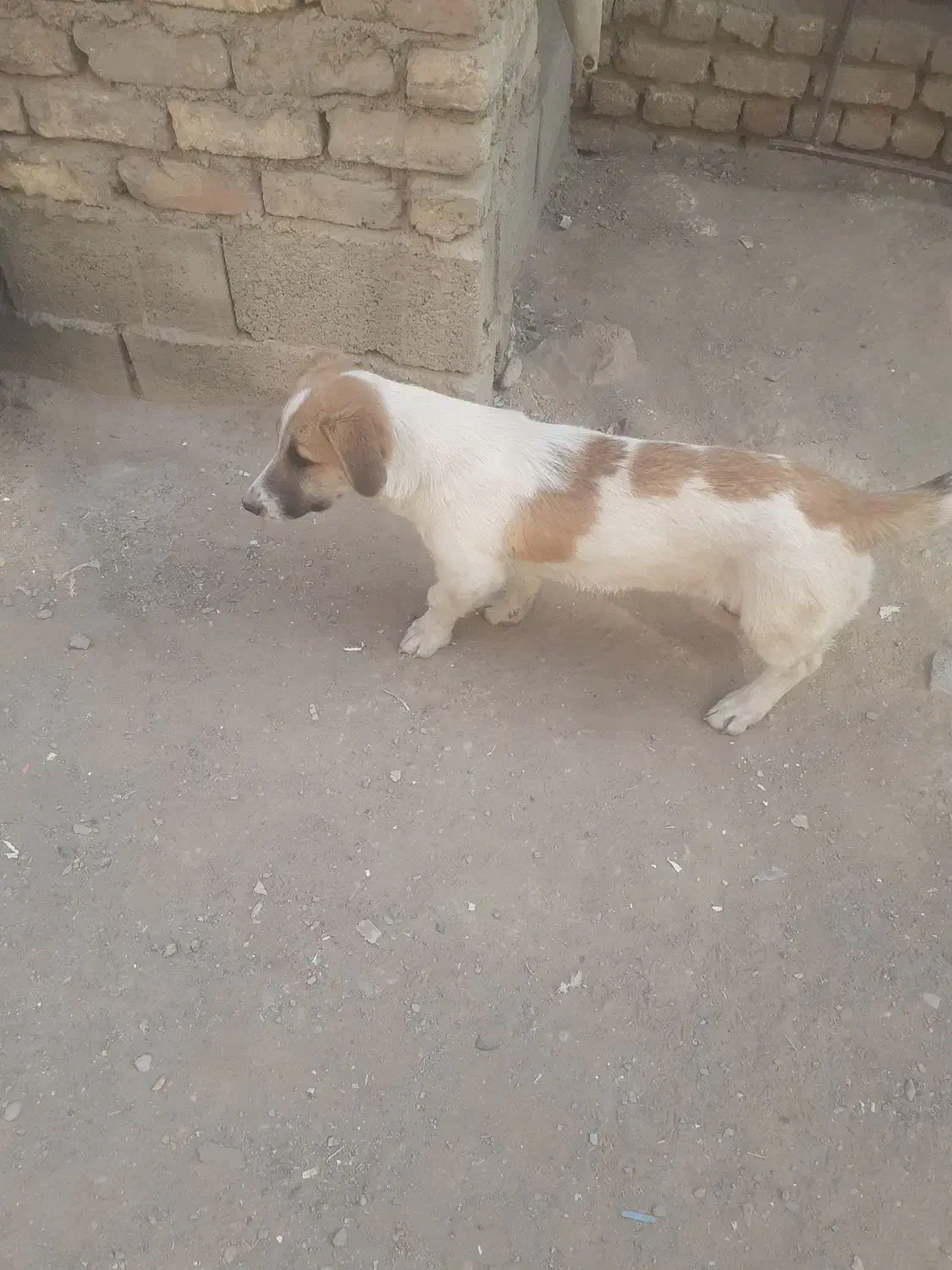 واگذاری سه غلاده سگ پاپی|سگ|نجف‌آباد, صالح آباد|دیوار