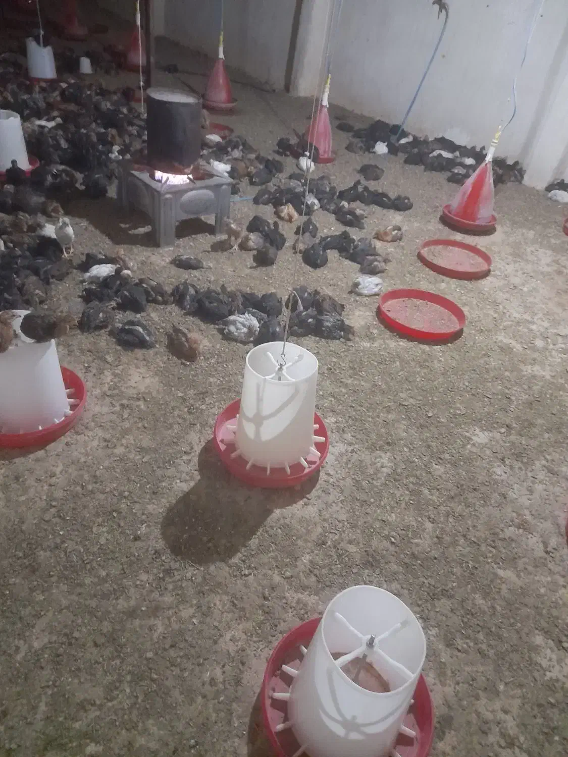 جوجه مرغ و خروس محلی اصل|حیوانات مزرعه|دشمن زیاری, |دیوار