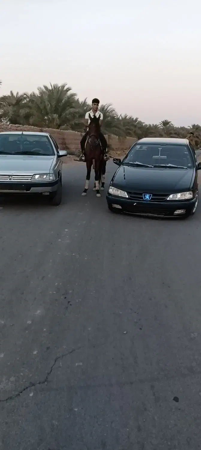 اسب عرب|اسب و تجهیزات اسبسواری|بم, |دیوار