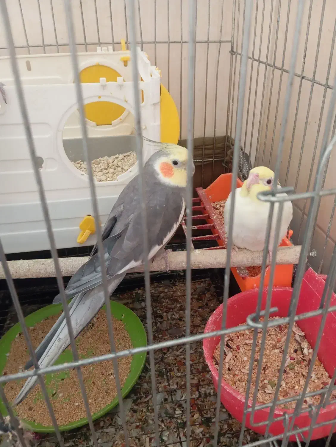 عروس هلندی|پرنده|خرمشهر, |دیوار