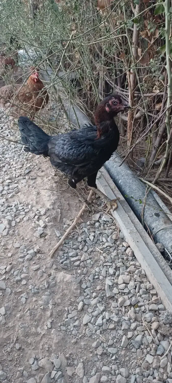 مرغ لاری شامو اوشامو افغان|حیوانات مزرعه|تهران, تهرانسر مرکزی|دیوار