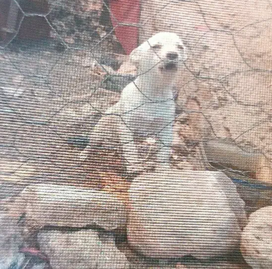 سگ پاکوتاه|سگ|نیشابور, بلوار گلها|دیوار