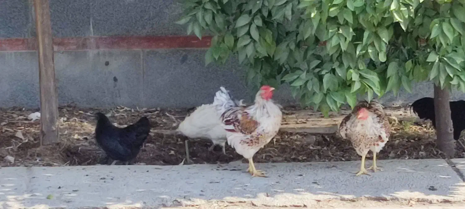 خروس ویاندوت ارنج|حیوانات مزرعه|شیراز, محراب|دیوار