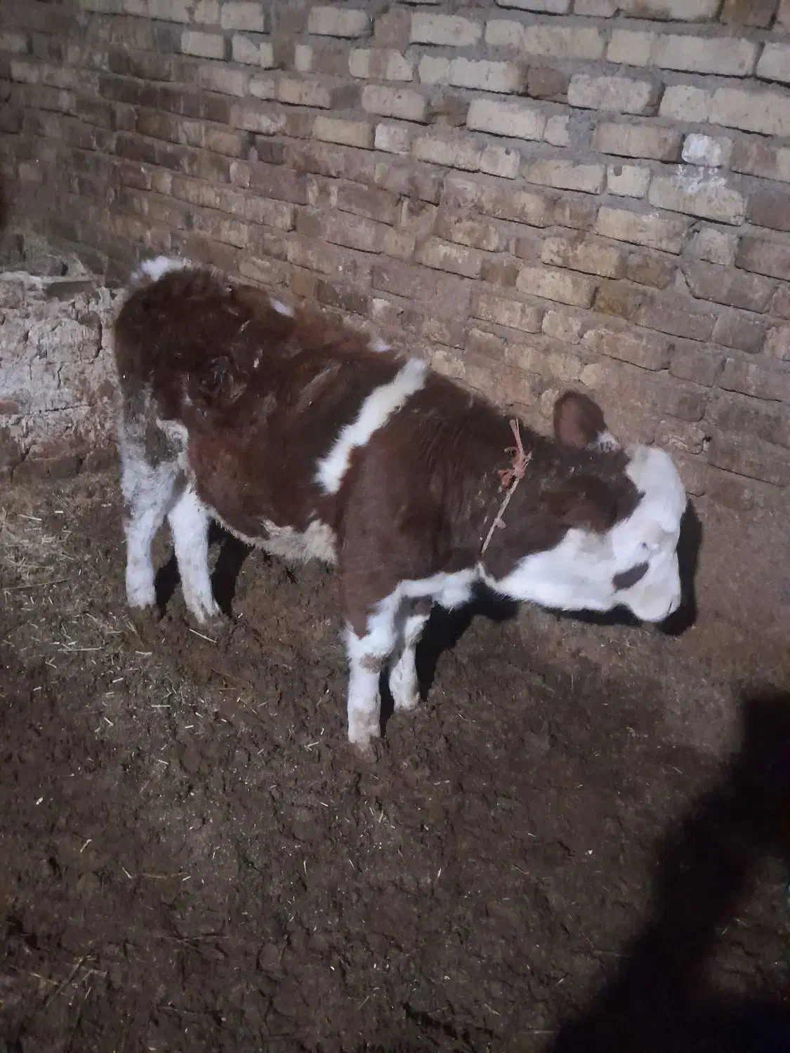 گوساله ماده|حیوانات مزرعه|آوج, |دیوار