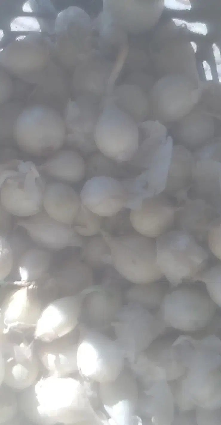 فروش غده پیاز مینروا بذر پیاز سایروس جهت غده|گل و گیاه طبیعی|بلوک, |دیوار