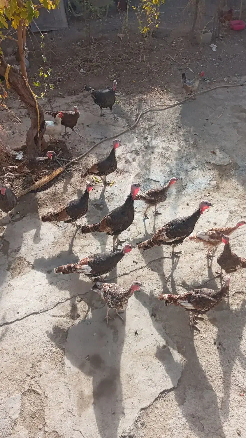 بوقلمون محلی|حیوانات مزرعه|دینور, |دیوار