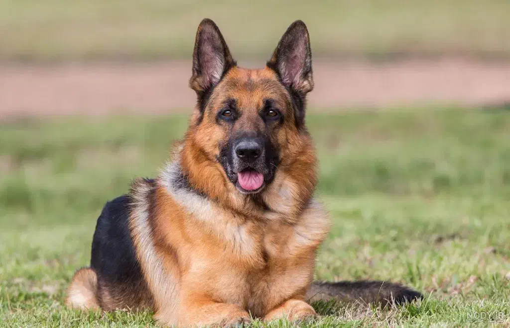 سگ سفید پشمالو گمشده|حیوانات|شیراز, شاهچراغ|دیوار