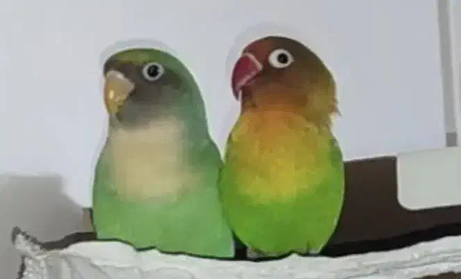 جفت طوطی کوتوله نیمه رام سالم هستن|پرنده|زابل, |دیوار