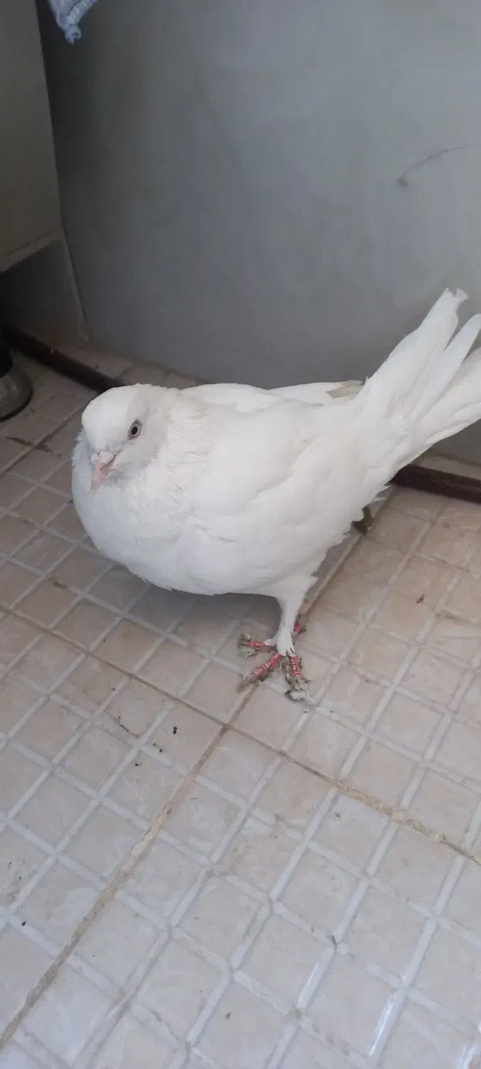 کبوترگرفتنی|پرنده|رباطکریم, نصیرشهر|دیوار