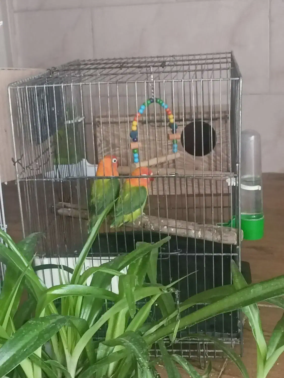 طوطی برزیلی|پرنده|قرچک, داوود آباد|دیوار