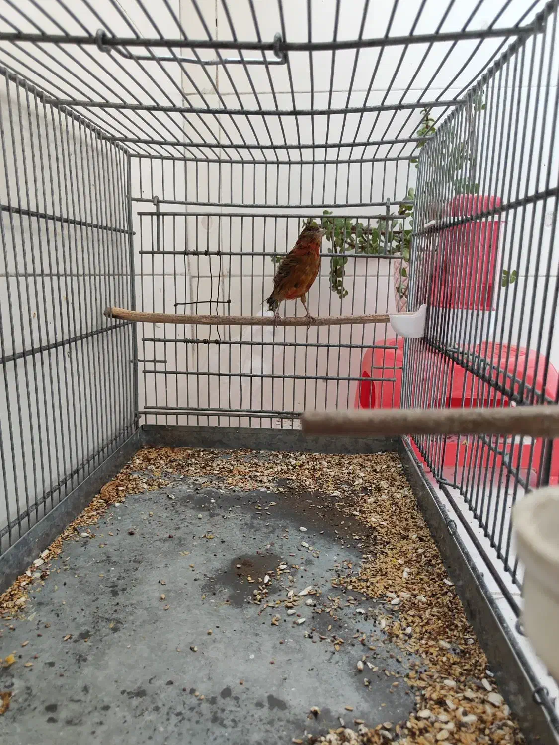 قناری ماده جفتی سهره|پرنده|قدس, شهرقدس|دیوار