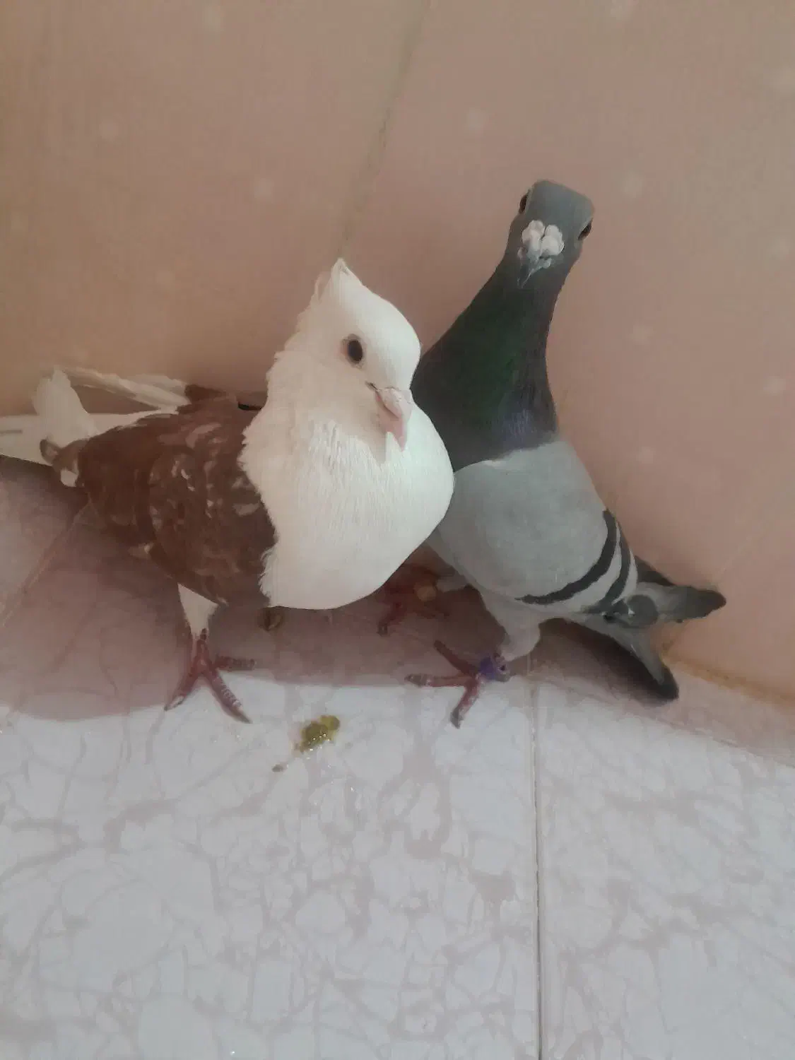 سبز آلمانی و پشت سرخ|پرنده|مشهد, کشف|دیوار