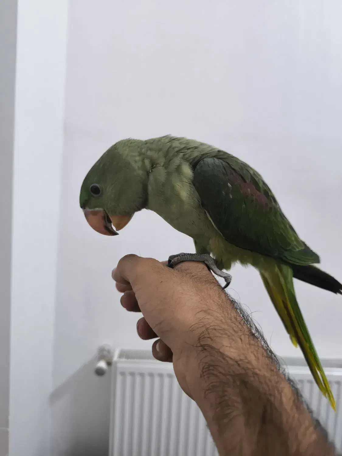 شاه طوطی|پرنده|زرند, |دیوار