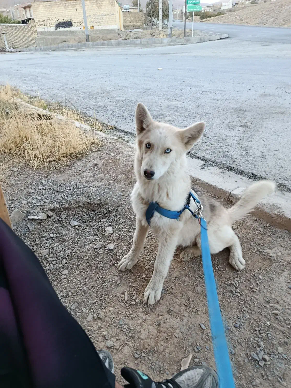 سگ هاسکی|سگ|اراک, |دیوار