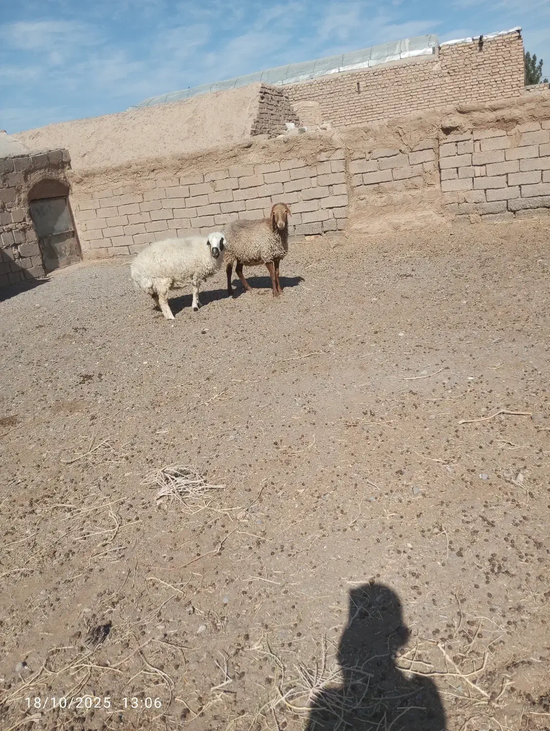 گوسفند|حیوانات مزرعه|سده (خراسان جنوبی), |دیوار