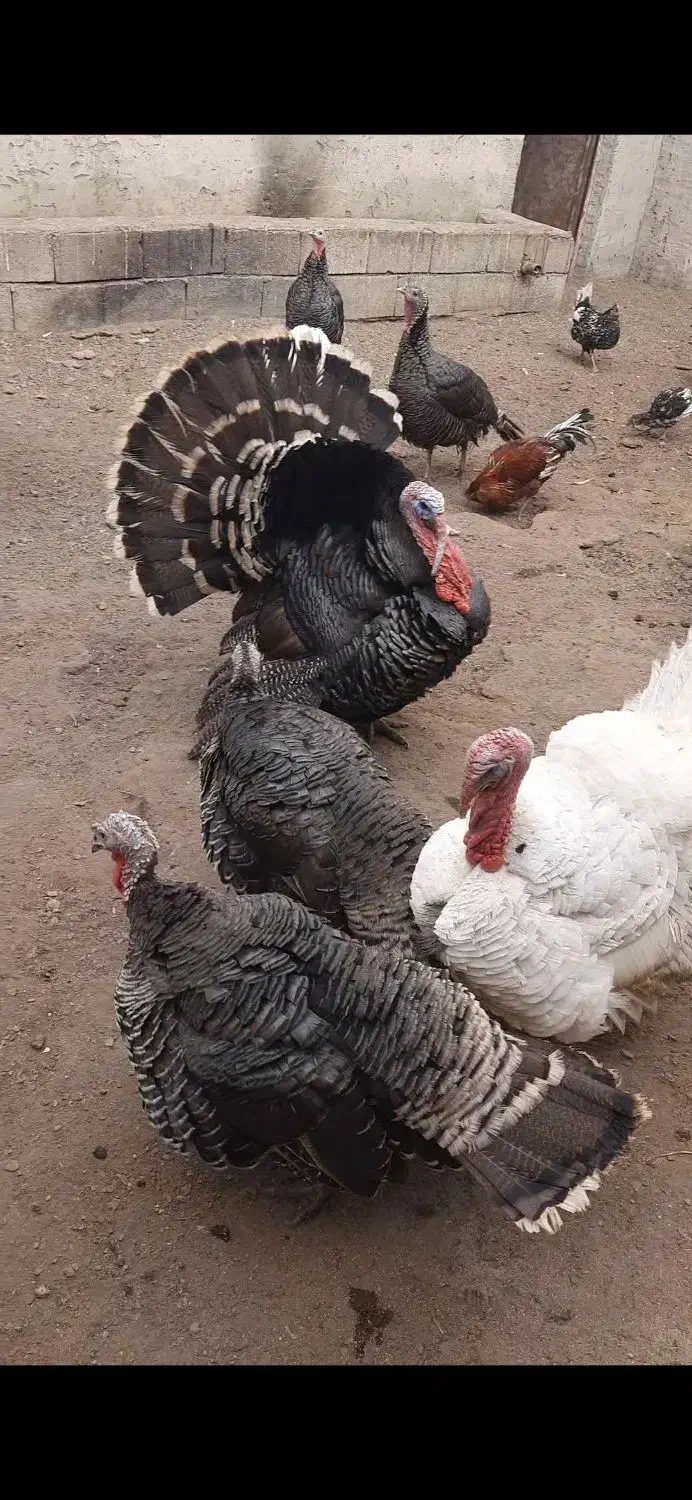 بوقلمون|پرنده|شاهین‌شهر, فرودگاه هسا|دیوار