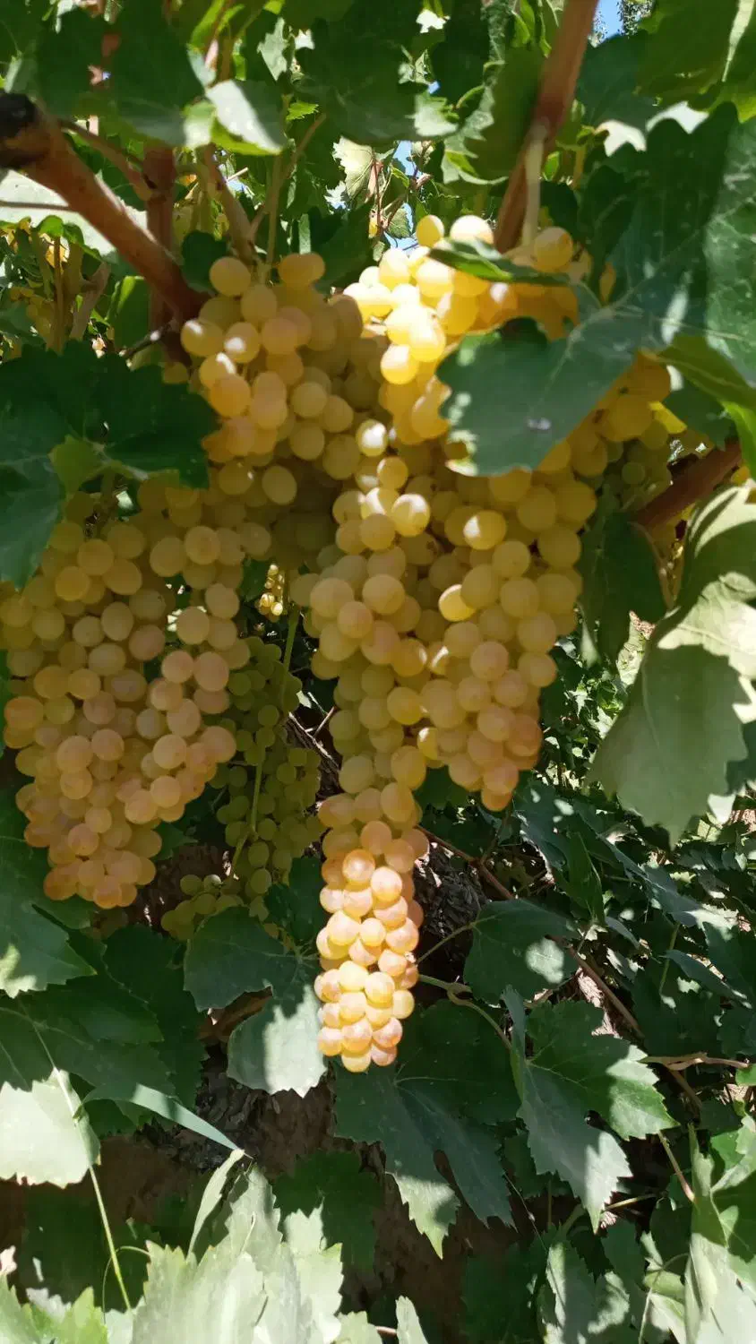 انواع نهال انگور|خدمات باغبانی و درختکاری|نطنز, |دیوار