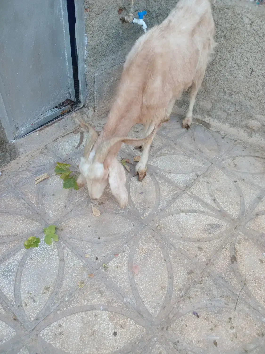 بزجوان|حیوانات مزرعه|سبزوار, عارف|دیوار