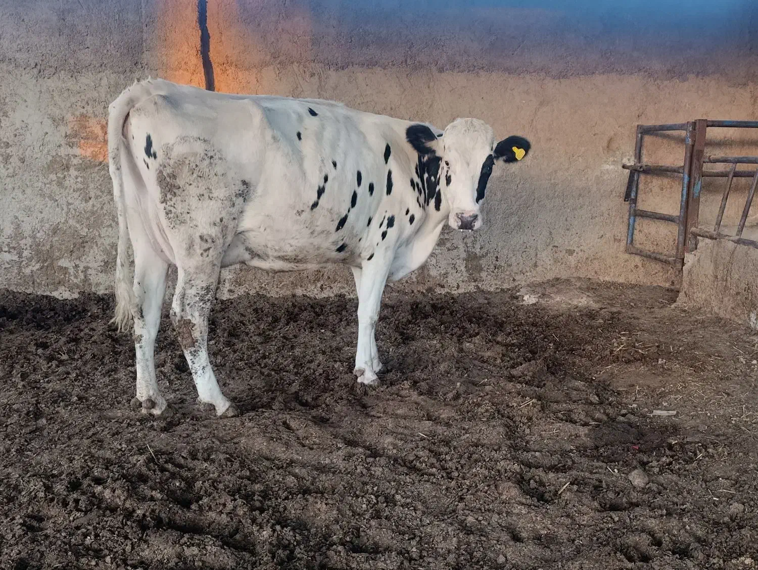 گاو و گوساله|حیوانات مزرعه|مرودشت, ثبت احوال|دیوار