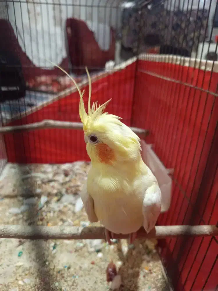 عروس هلندی|پرنده|بندرعباس, |دیوار