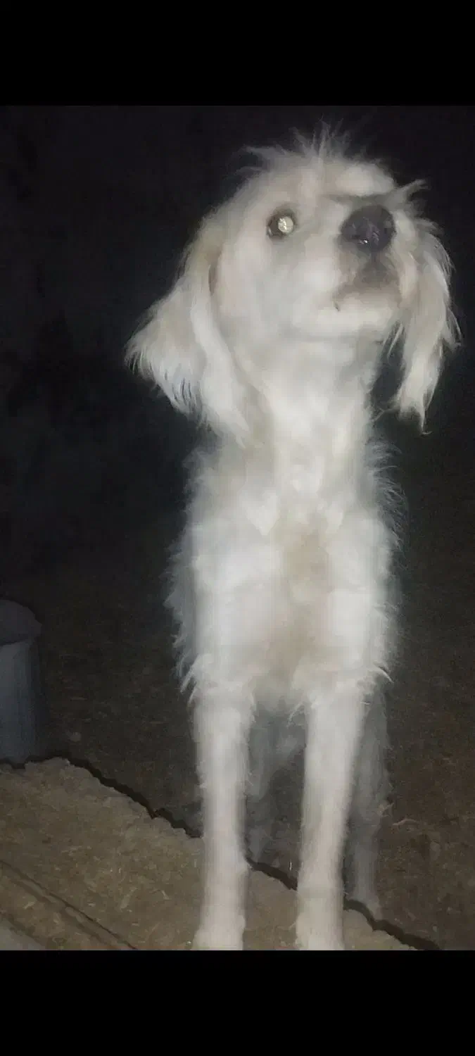 واگذاری|سگ|کازرون, |دیوار