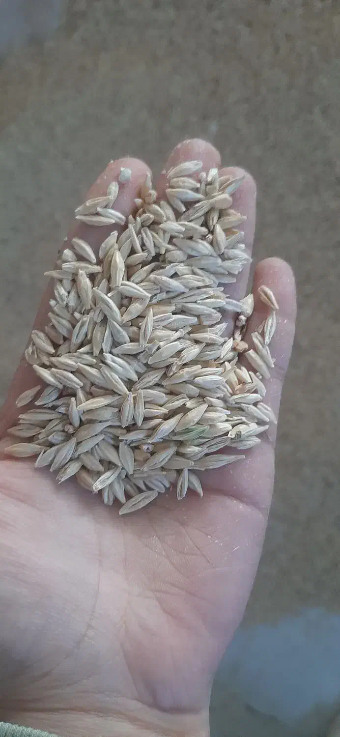 بذرجوآبی|عمده‌فروشی|لالجین, |دیوار