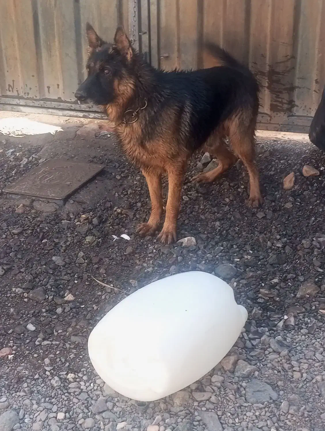 سگ ژرمن|سگ|بم, |دیوار