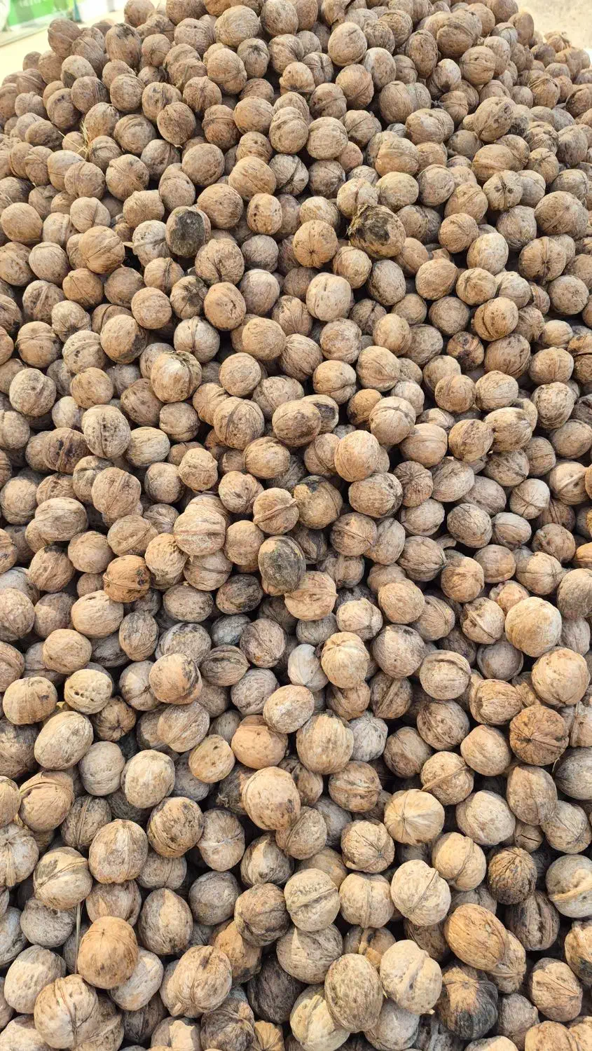 گردو بومی سامان پر چرب و سفید|عمدهفروشی|اصفهان, جاوان|دیوار