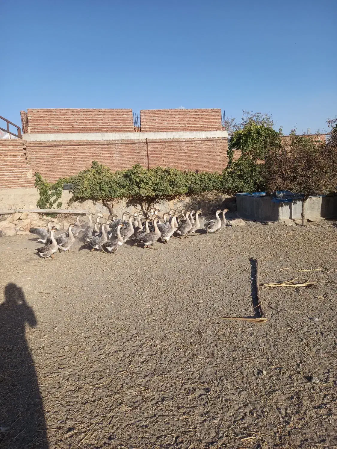 فروش گله مولد قو غاز|حیوانات مزرعه|بناب, |دیوار