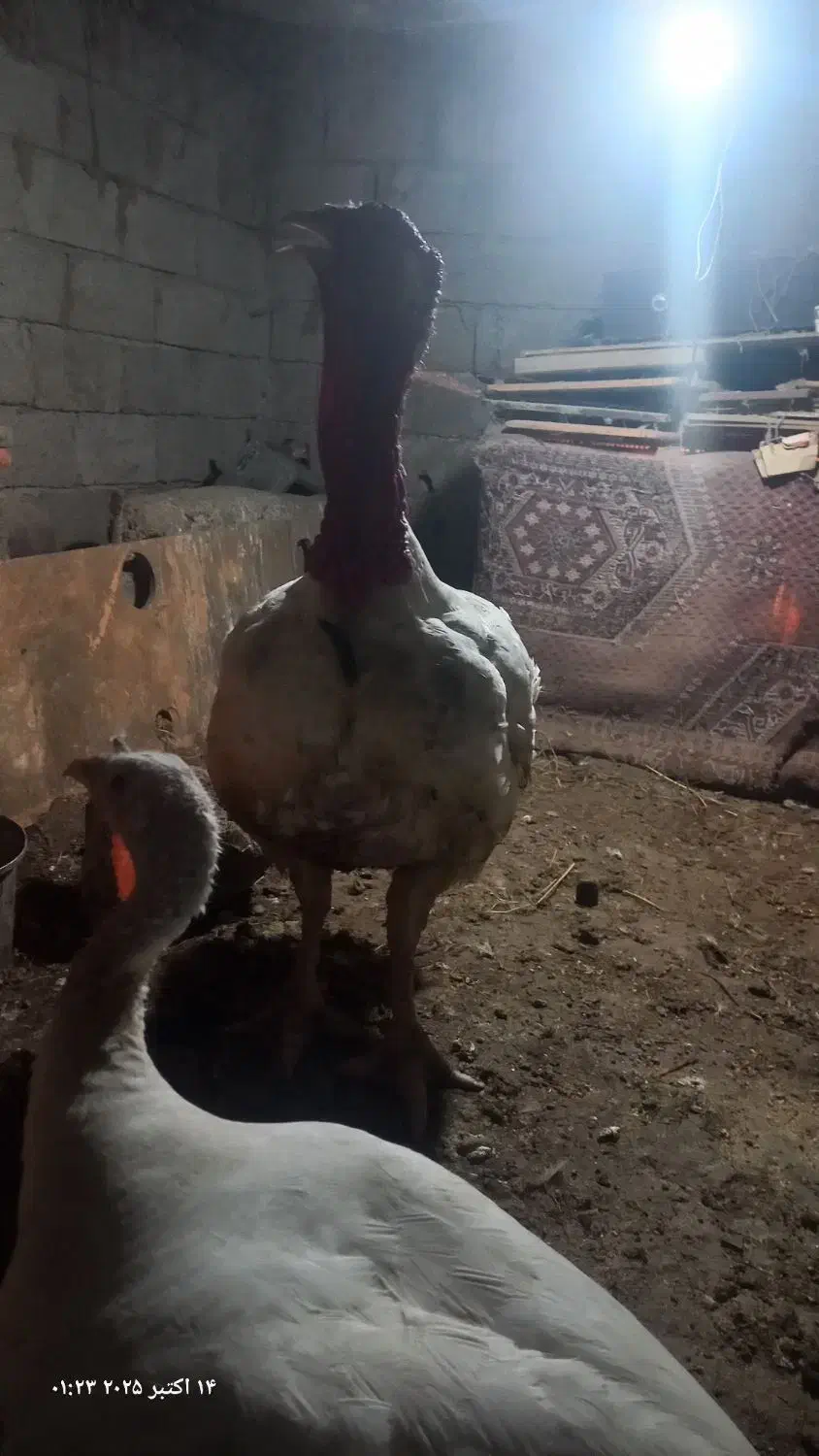 اجفت بوقلمون نروماده،گوشتی|حیوانات مزرعه|سنگر, |دیوار