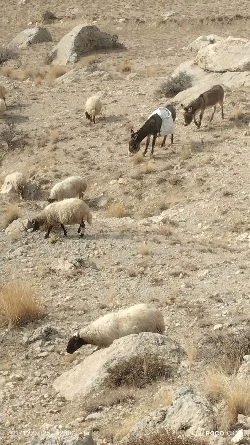 الاغ‌بفروش‌می‌رسد|حیوانات مزرعه|چالدران, |دیوار