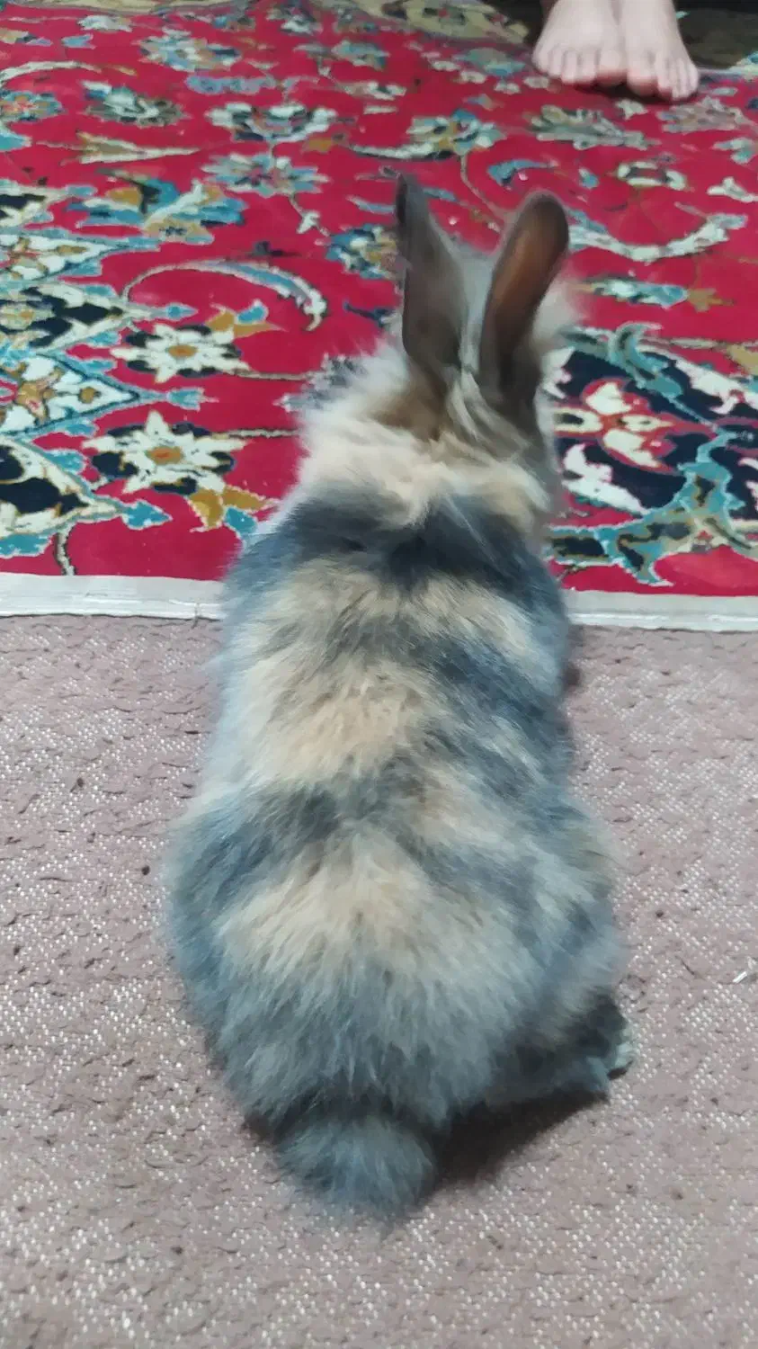 خرگوش لپ از باق حیوانات اصفهان اوردم|موش و خرگوش|گلپایگان, |دیوار