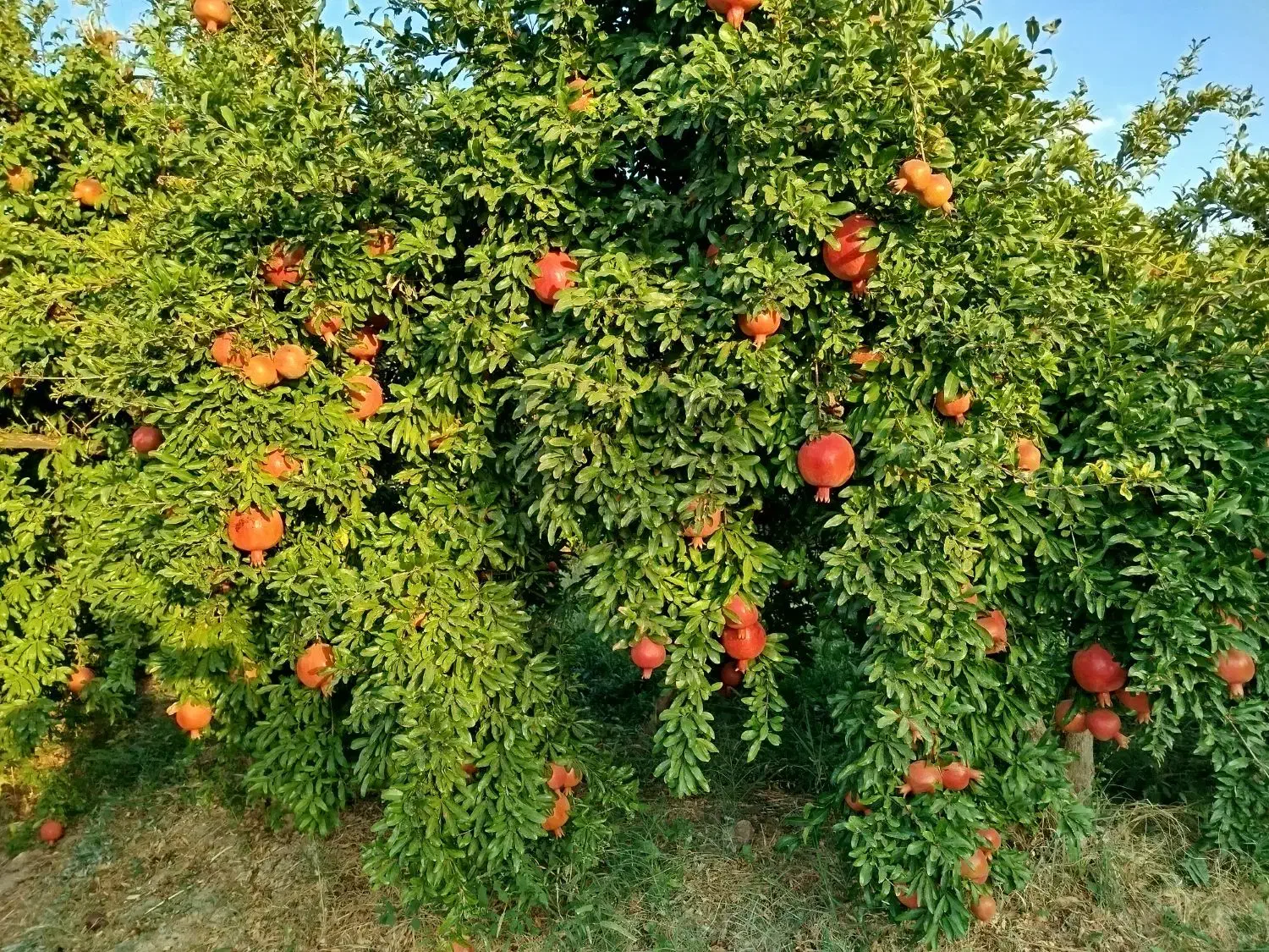 فروش انار|خدمات باغبانی و درختکاری|کوهنانی, |دیوار