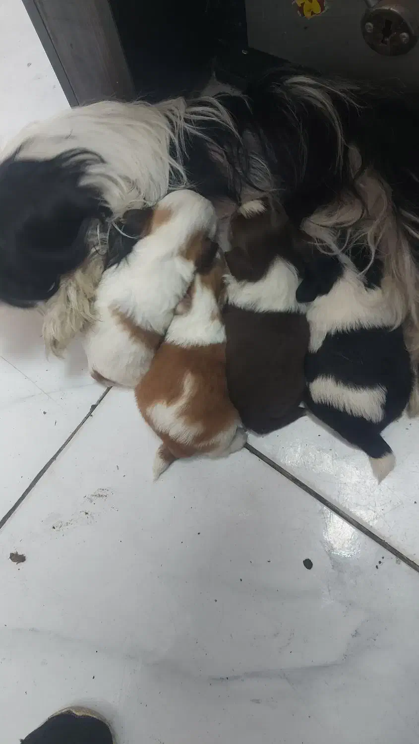 واگذاری شیتزو|سگ|کوچصفهان, |دیوار