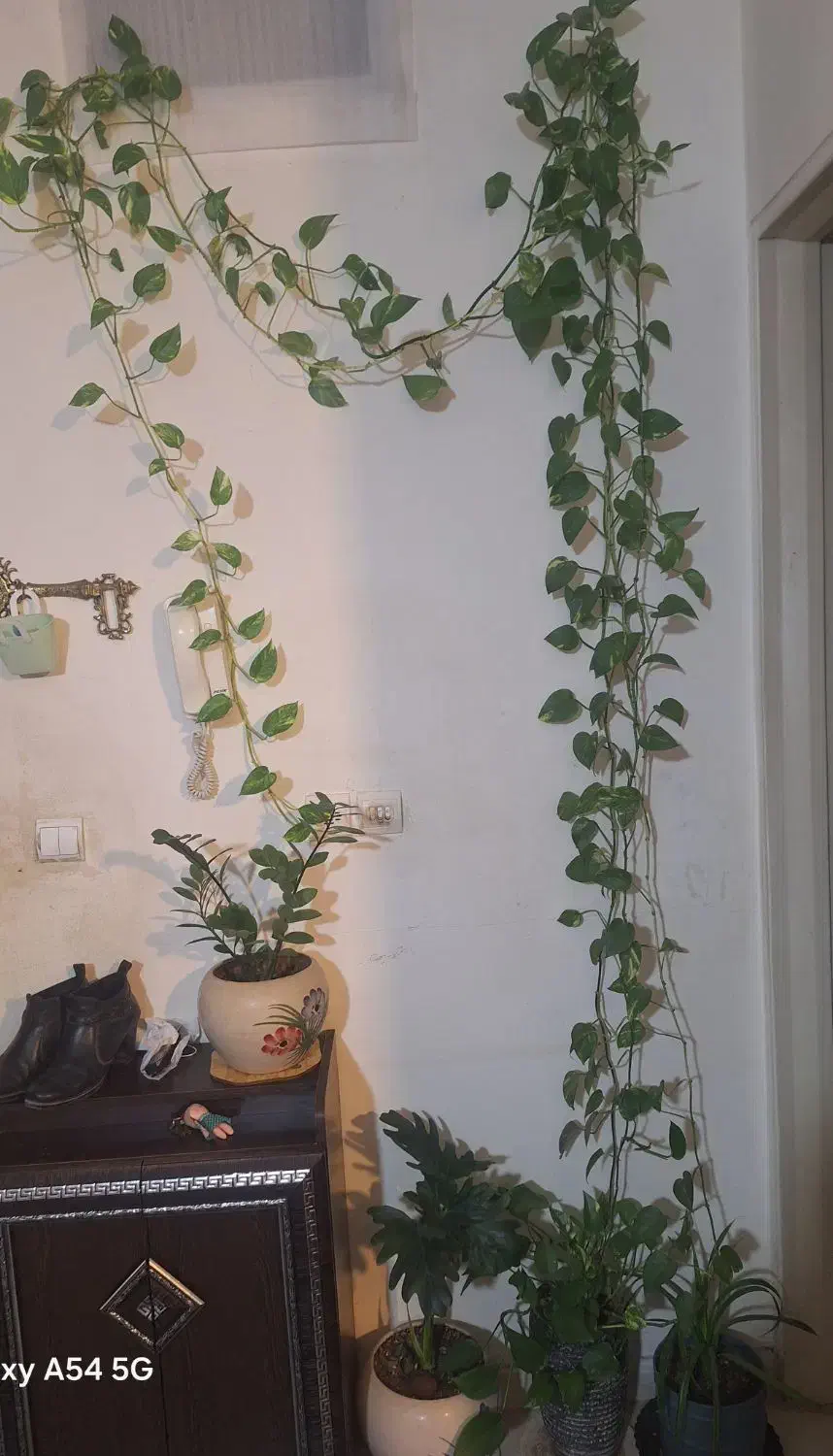 گل طبیعی|گل و گیاه طبیعی|پرند, فاز ۳|دیوار