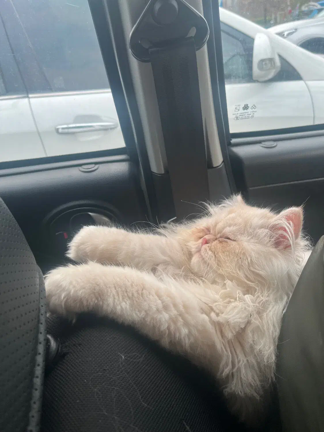 فروش گربه پرشین|گربه|محمدشهر, محمدشهر|دیوار