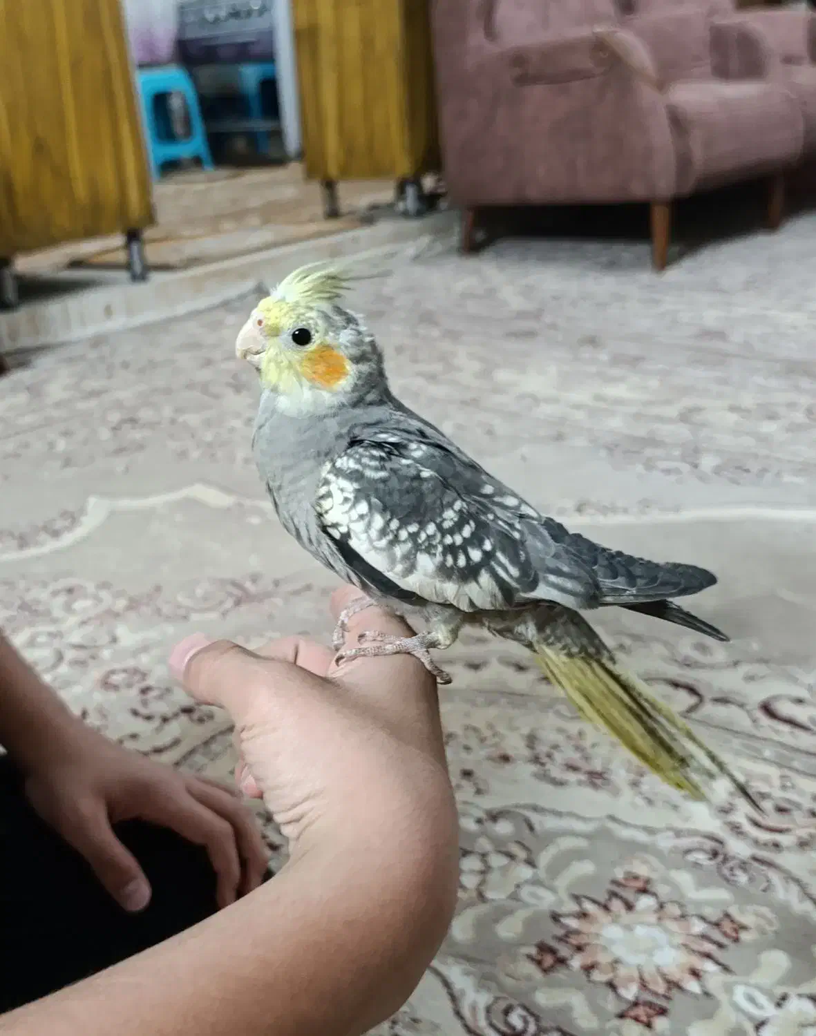 عروس هلندی|پرنده|مشهد, نیزه|دیوار