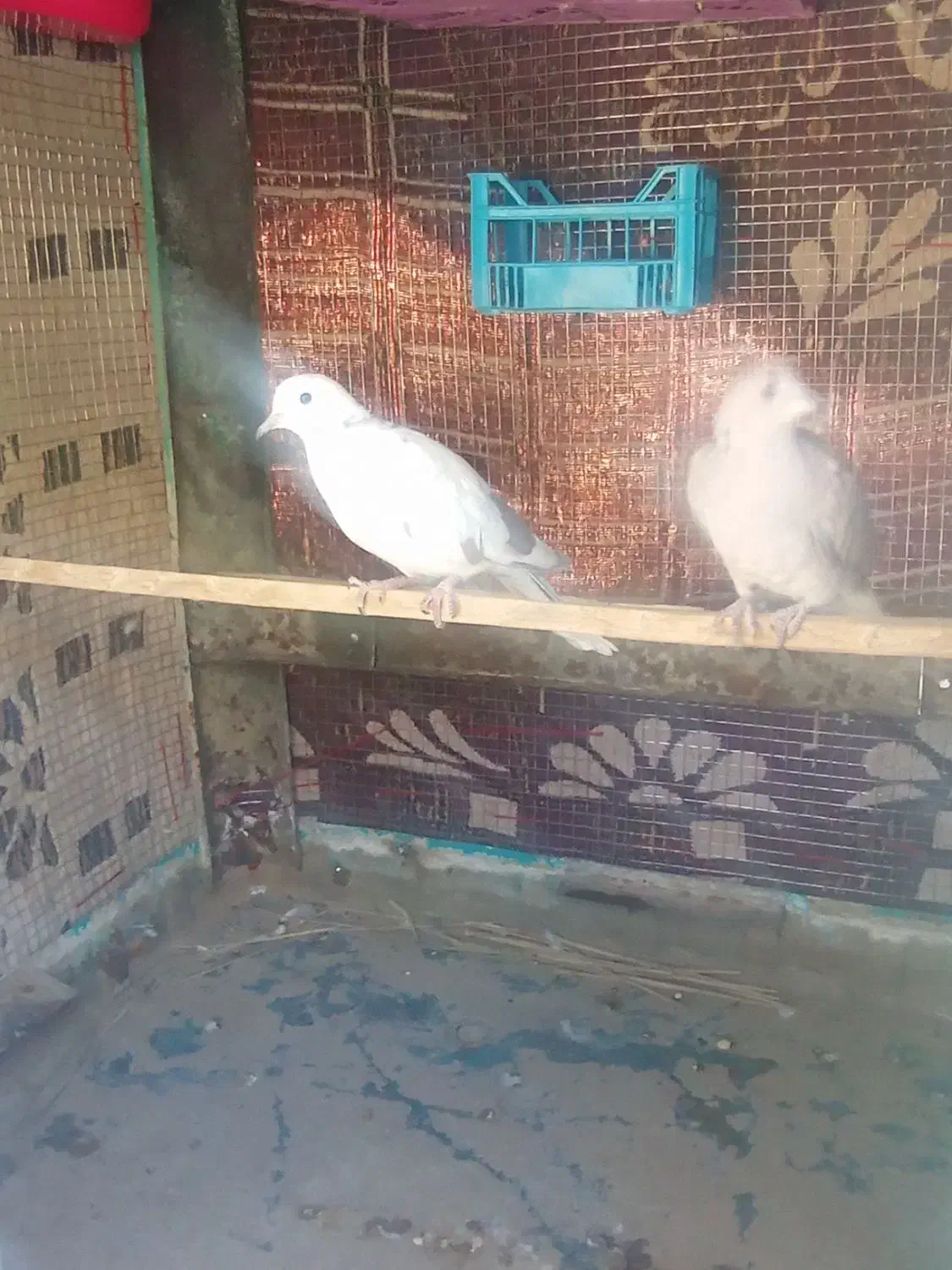 کپوت|پرنده|جالق, |دیوار