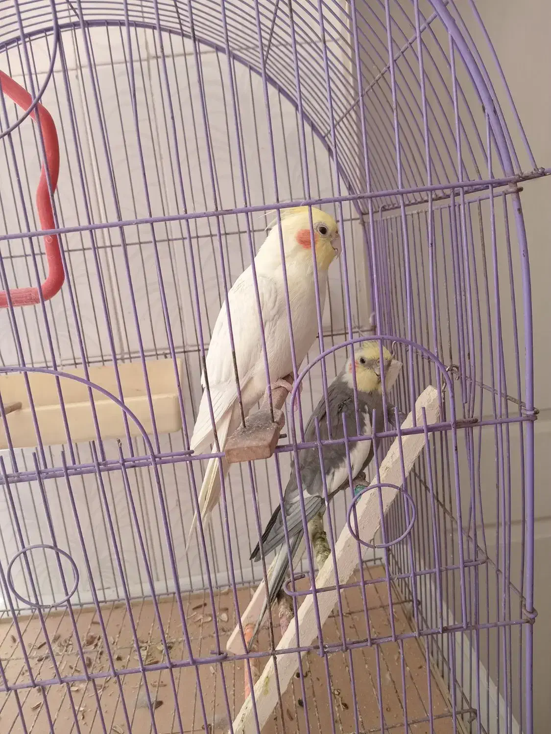 عروس هلندی|پرنده|فردیس, شهرک ۱۱۰|دیوار