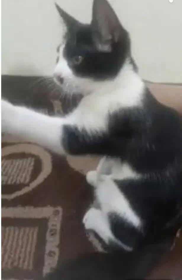 واگذاری بچه گربه نر تاکسیدو|گربه|تهران, جیحون|دیوار