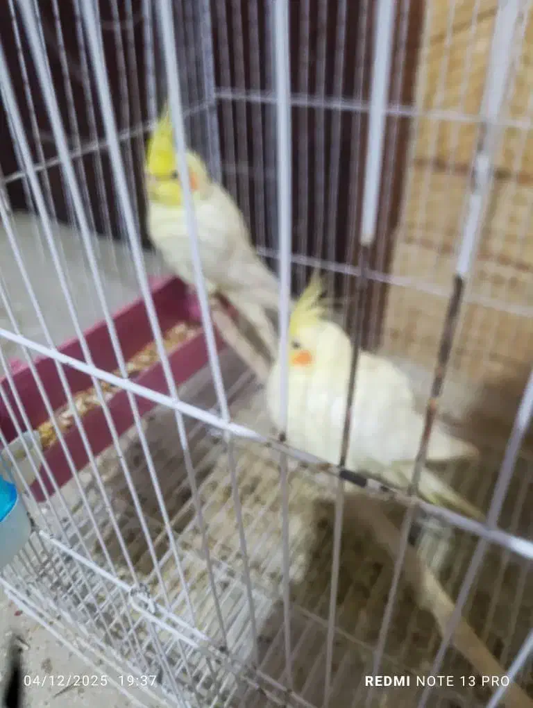 جفت لوتینو مولد|پرنده|شادگان, |دیوار