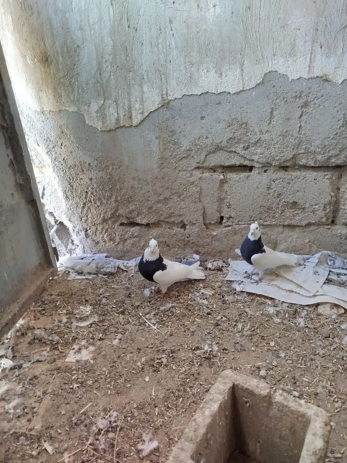 طوقی و کله ای|پرنده|فیروزآباد (آذربایجان), |دیوار