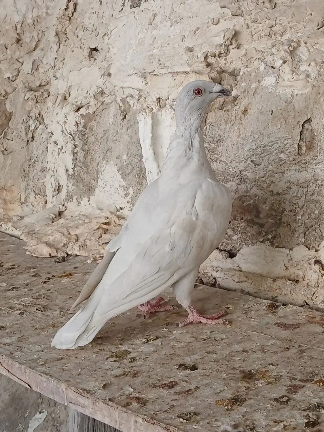 کبوتر الماسی  پلاکی‌‌.  چپ و یال|پرنده|بوشهر, |دیوار