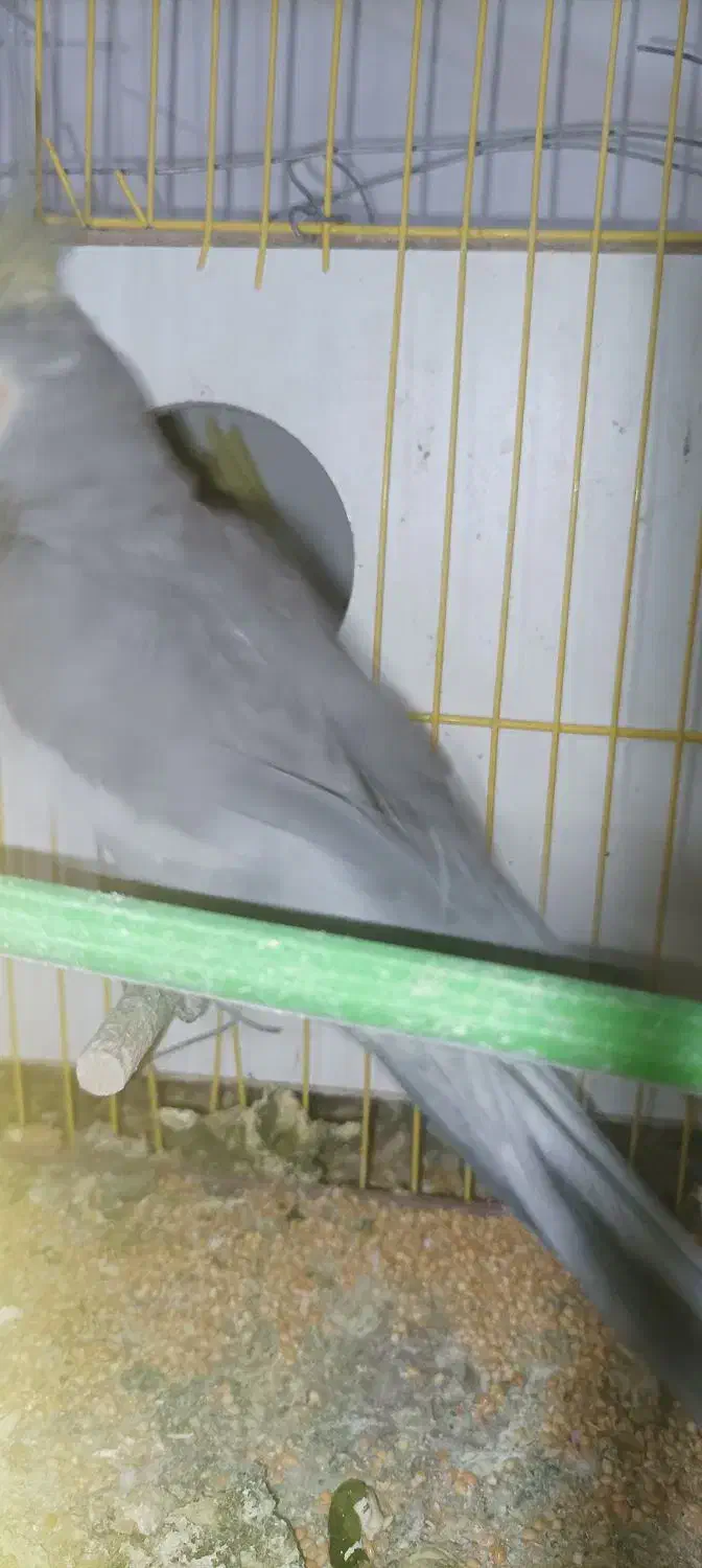 عروس هلندی|پرنده|ایرانشهر, |دیوار