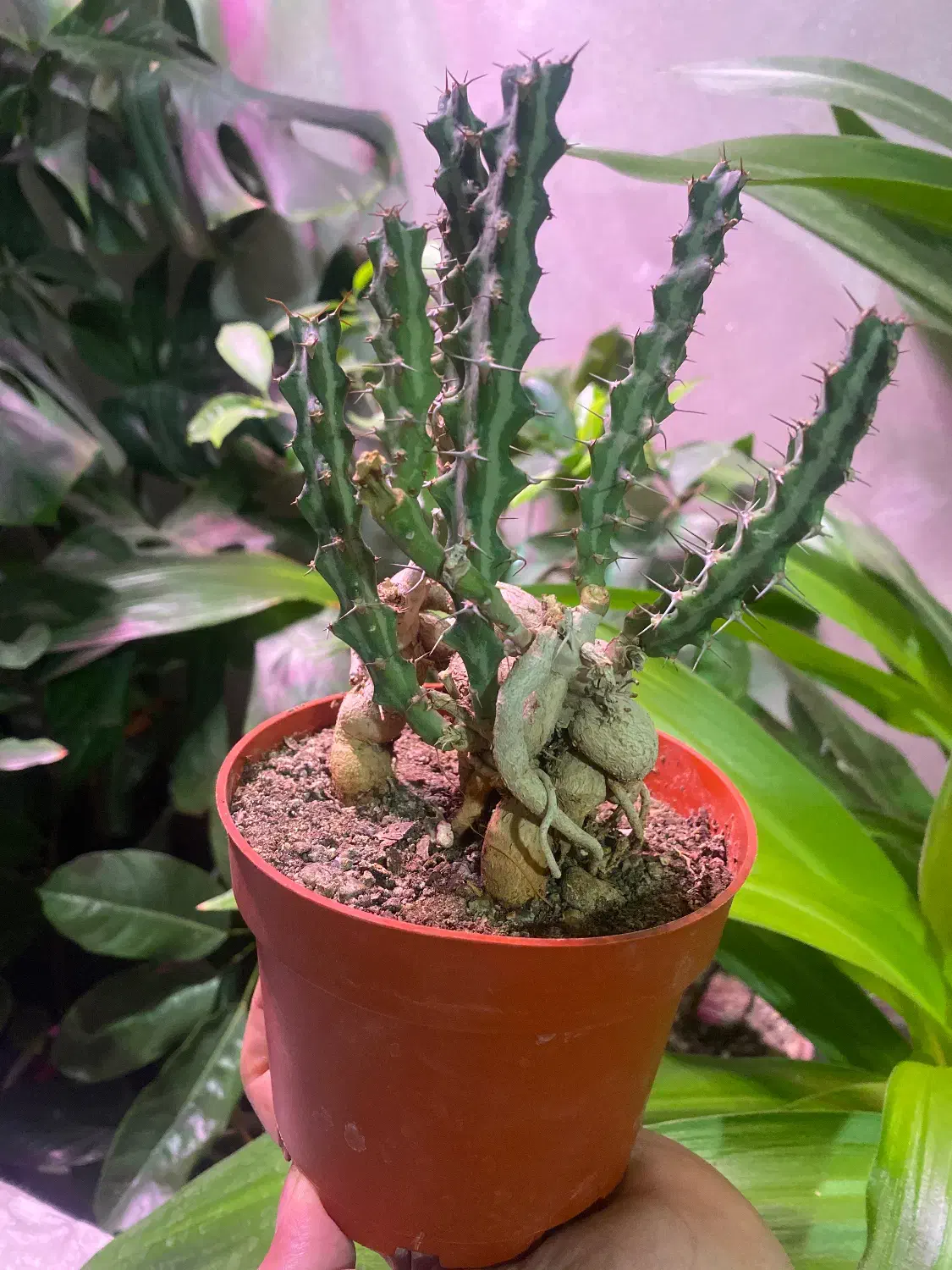 بنسای افوربیا|گل و گیاه طبیعی|تهران, شهرک ولیعصر شمالی|دیوار