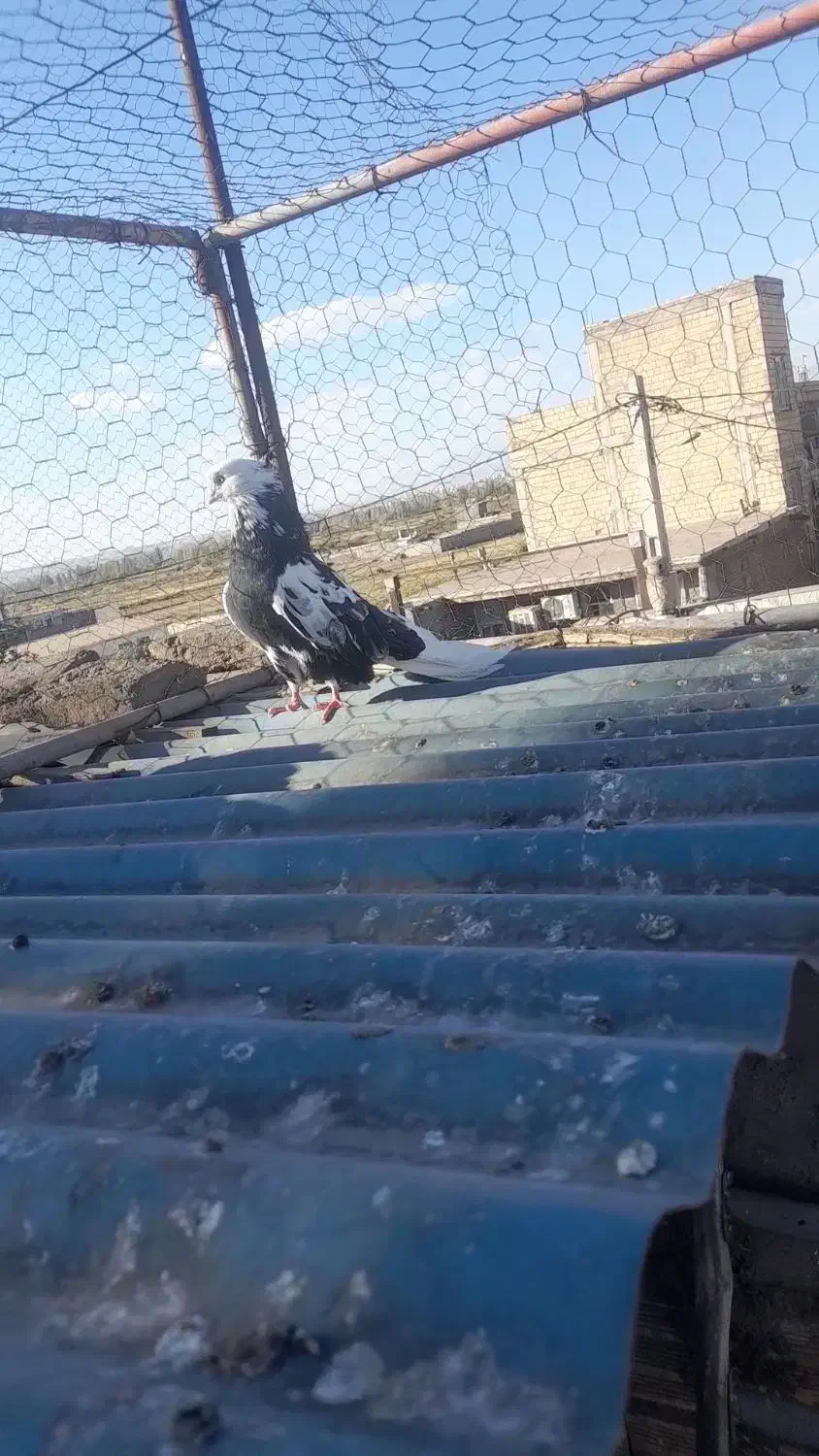 ۵عدد کبوتر|پرنده|میانه, |دیوار